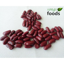 Größe 200-220 British Red Kidney Beans Spezifikation